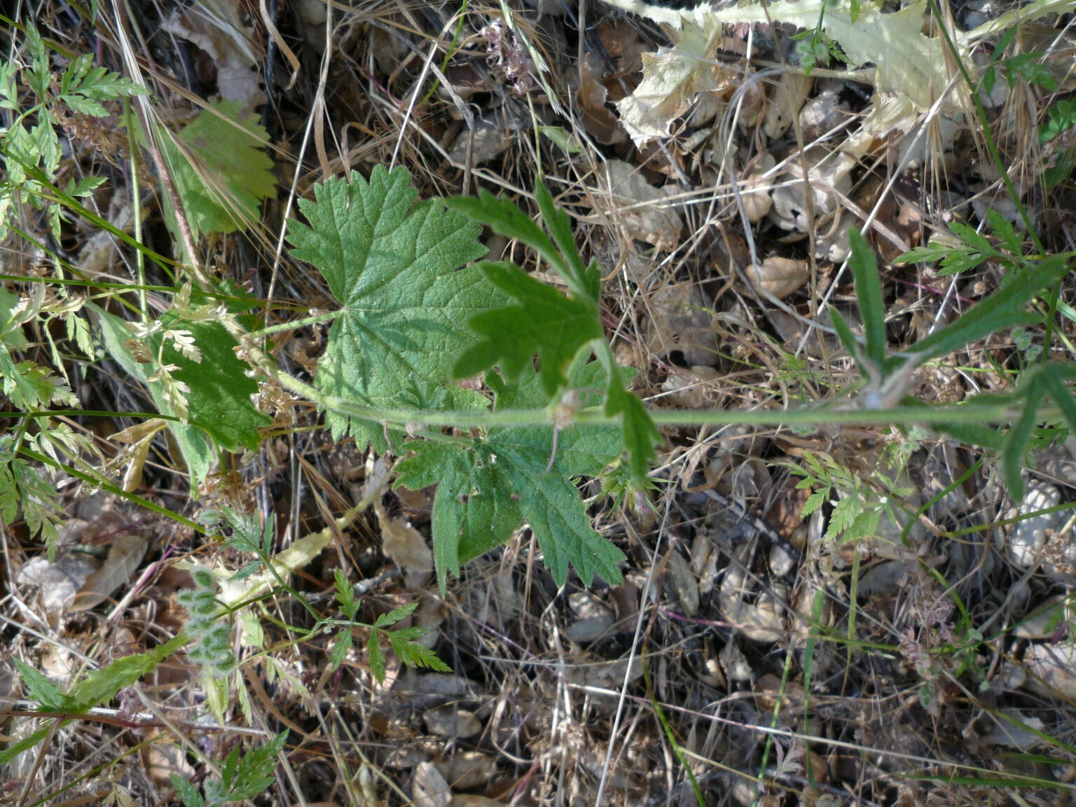 High Resolution Sidalcea malviflora Leaf